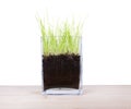 Glass vase with a young fresh green grass Royalty Free Stock Photo