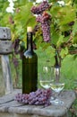 A glass of white wine. A bottle of wine. Vinnic. Ripe grape wine. Dark red grapes. Vineyard. Wine cellar. Royalty Free Stock Photo