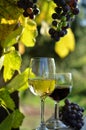 A glass of white wine. A bottle of wine. Vinnic. Ripe grape wine. Dark red grapes. Vineyard. Wine cellar.