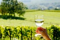 glass of white wine exposed towards the sun, vineyard on background Royalty Free Stock Photo