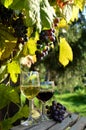 A glass of white wine. A bottle of wine. Vinnic. Ripe grape wine. Dark red grapes. Vineyard. Wine cellar. Royalty Free Stock Photo