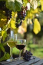 A glass of white wine. A bottle of wine. Vinnic. Ripe grape wine. Dark red grapes. Vineyard. Wine cellar. Royalty Free Stock Photo