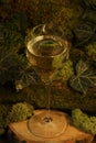 glass of white wine on the nature plant background Royalty Free Stock Photo
