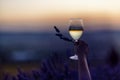 Glass white wine lavender field. Woman hand holds a glass with lavander and wine in the Lavender field at sunset Violet