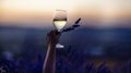 Glass white wine lavender field. Woman hand holds a glass with lavander and wine in the Lavender field at sunset Violet