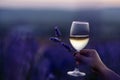 Glass white wine lavender field. Woman hand holds a glass with lavander and wine in the Lavender field at sunset Violet