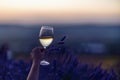 Glass white wine lavender field. Woman hand holds a glass with lavander and wine in the Lavender field at sunset Violet