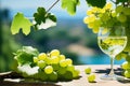 A glass of white wine next to a bunch of green grapes on a table on a sunny day Royalty Free Stock Photo