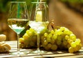 Glass of White wine ripe grapes and bread on table in vineyard Royalty Free Stock Photo