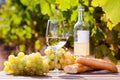 Glass of White wine ripe grapes and bread on table in vineyard Royalty Free Stock Photo