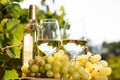 Glass of White wine ripe grapes and bread on table in vineyard Royalty Free Stock Photo