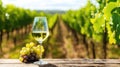 Glass of white wine and ripe vine grapes on old wooden table against blurred vineyard landscape.Winery agriculture. Royalty Free Stock Photo