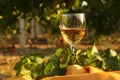 Glass with white wine in vineyard on old table. Vineyard at sunset. White wine glass, wine bottle and white grape on wood table