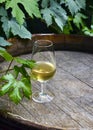 Glass of white wine on vintage old wooden barrel with grape leaves in the vineyard of Tenerife,Canary Islands,Spain. Royalty Free Stock Photo