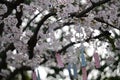 The glass wind chimes hanging on the cherry blossom tree Royalty Free Stock Photo
