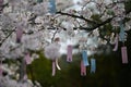 The glass wind chimes hanging on the cherry blossom tree Royalty Free Stock Photo