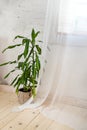 Glass windows with white curtains, flower in a pot on the floor and view over the trees. Royalty Free Stock Photo