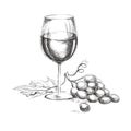 Glass of wine with grape. Hand drawn wine concept