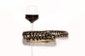 Glass of wine and a snake on a white background Royalty Free Stock Photo