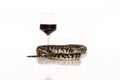 Glass of wine and a snake on a white background Royalty Free Stock Photo