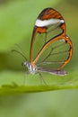 Glass Wing Butterfly Royalty Free Stock Photo