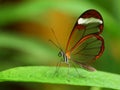 Glass wing butterfly Royalty Free Stock Photo