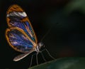Glass Winged Butterfly Greta oto