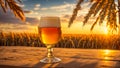 Glasses of beer against the backdrop a field of barley Royalty Free Stock Photo