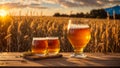 Glasses of beer against the backdrop a field of barley mug evening outdoor drink nature Royalty Free Stock Photo