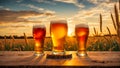 Glasses beer against the backdrop a field of barley mug evening outdoor drink nature