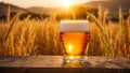 Glasses beer against the backdrop a field of beverage mug evening outdoor land nature Royalty Free Stock Photo