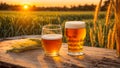 Glasses beer against the backdrop harvesting of beverage mug evening outdoor land nature Royalty Free Stock Photo