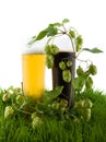 Glasses of beer on the grass. Royalty Free Stock Photo