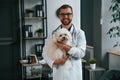 In glasses. Doctor in white coat is standing and holding maltese dog in hands. In the clinic