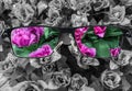 Through glasses frame. Colorful view of pink tulips in glasses and monochrome background. Different world perception. Optimism, Royalty Free Stock Photo