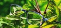 Glasses hung on a plant. Beautiful optometry glasses in green grass and violet flowers. Conceptual photo for poor vision or myopia