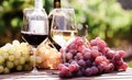 Glasses of red and white wine and ripe grapes on table in vineyard Royalty Free Stock Photo
