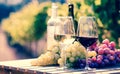 Glasses of red and white wine and ripe grapes on table in vineyard Royalty Free Stock Photo