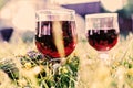 Glasses with red wine in grass