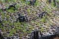 Glasses with seedlings in the greenhouse. White plastic cups and small plants in them.