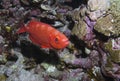 Glasseye fish Royalty Free Stock Photo