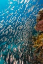 Glassfish and the aquatic life in the Red Sea.