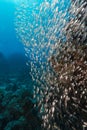 Glassfish and the aquatic life in the Red Sea.