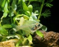 Glassfish, chanda lala, Adult