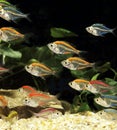 Glassfish, chanda ranga color, Adult