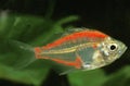 Glassfish, chanda ranga color, Adult