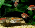 GLASSFISH chanda ranga color, GROUP OF ADULTS