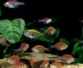 GLASSFISH chanda ranga color, GROUP OF ADULTS