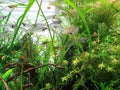 Glassfish and plants in aquarium