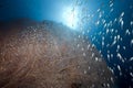 Glassfish, seafan and ocean